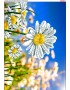 Схема вишивки бісером (хрестиком) «Ромашки (567)»